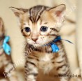 /album/litter-a-studio-photos-at-4-weeks-old/alpha-www-esbbengalcat-11-jpg2/